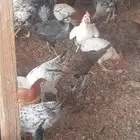 دجاج
