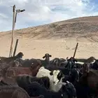 معزا شامية صنف وسلم تبارك الله سلالتهن طيبه ولهن مراكز