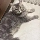 قط ذكر للتبني عمره 6 شهور