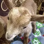 تيس قزمي ( تشيكي   امريكي )