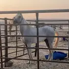 حصان خصي للمبتدئين