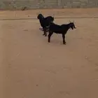 شاه سديس دافع وبنتها معها