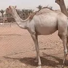 قعدان
