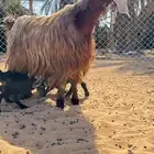 للبيع عنز والد معها 3 سنه تامه الموقع القصيم عيون الجواء