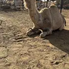 بكره