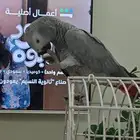 كاسكو للبيع أليف ومتكلم ولعوب