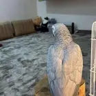 كاسكوو للبيع