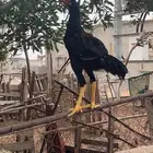 ديكه باكستاني العدد 2