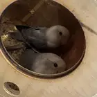 جوز روز ألوان الكاسكو شاريها من راعيها وشارط انتاجها