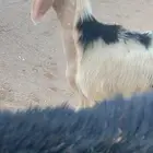 طلي نجدي معرف تعريف قوي