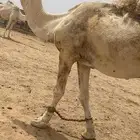 للبيع جمل اوضح طيب كحيلاني