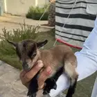 عنز قزميه