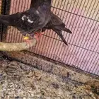 للبيع حمام باكستاني طيران