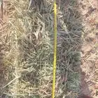 ذرة جيزانية حصاد جديد
