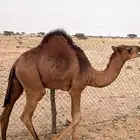 قعدان لبيع