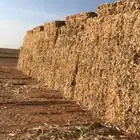 للبيع تبن ذرة شامية 2025 لبانة ويلجر