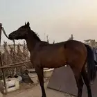خيل