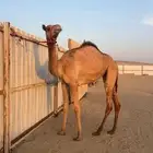 بكره هجن بنت ولد الفايز الشحانيه