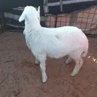 خروف حري واصل تصلا