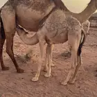 حشو قصب