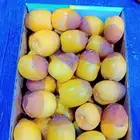 مناصيف حوشاني و مناصيف سكري