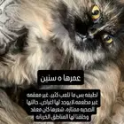 قطة شيرازيه للتبني بحي طويق