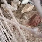 سمان فري للبيع