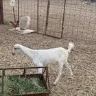 جفرة بيشيه تربيه