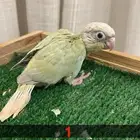 فروخ كنيور غر