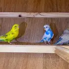 للبيع طيور الحب وطيور وطيور الكروان وطيور الروز ومستلزماتها