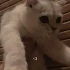 تبني