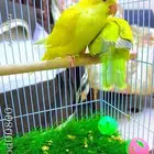 كويكر لاتينو اليف جدا وحجم سوبر جامبو انتاج محلي