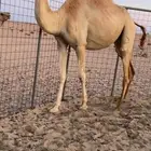 بكره بنت خويران ابن نصرالله القرعاني