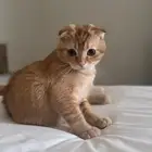 عندي قط سكوتش للتزاوج