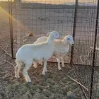 رخال مقنوي