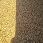 ذرة صفراء للبيع(تابعه لشركة المراعي)