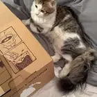 قطه للتبني