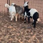 طليان بريه