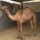 قعود كفو سمين