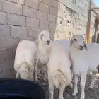 طليان حريه طيبه