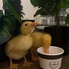 جوز صوص بط للبيع