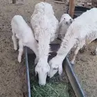 نعجتين