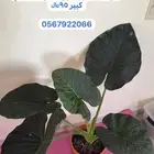 نباتات داخلية