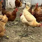 دجاج فرنسي بيور مستوى فخم حجم ارتفاع ترتيب