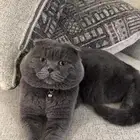 قطة سكوتش دبل فولد ذكر بيور اسكوتلندي مستورد للبيع