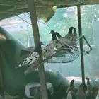 حمام باكستاني تيدي