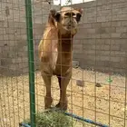 حاشي للعزايم