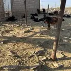 جفار معزاء طيبات مراح