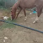 حصان شعبي مدرسه