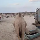 بكره كفو كفو مغلقه شحم